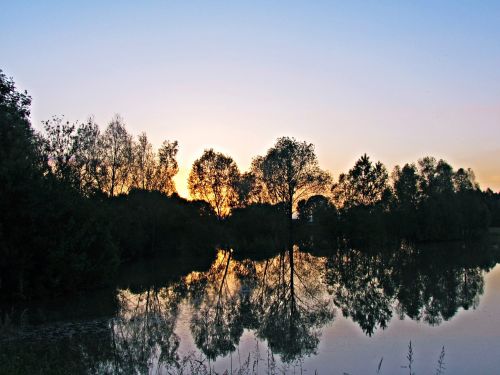 water tree shadow