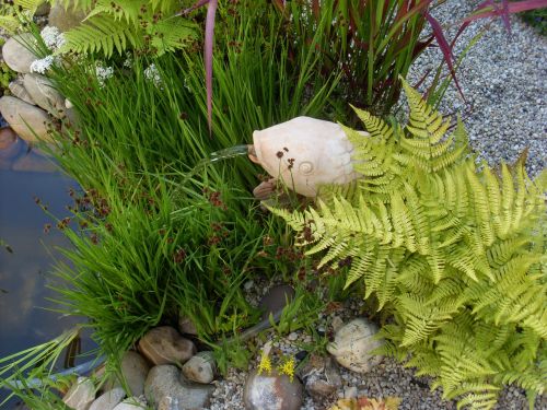 water pond garden