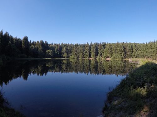 water nature forest