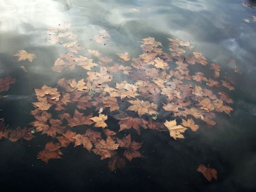 water pond leaves