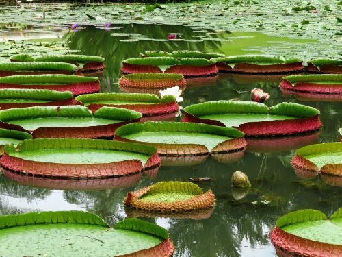water lotus leaf lilly