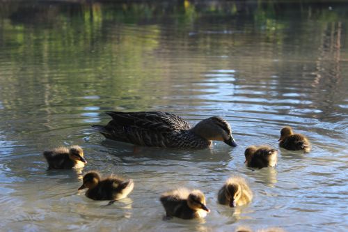 water lake duck