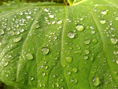 water drops leaf