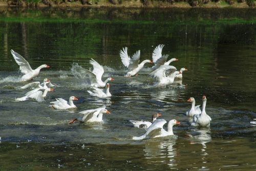water geese fly
