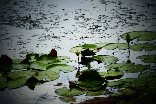 water lily lilies
