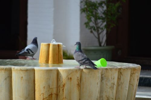 water mosque pigeon