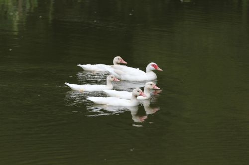 water duck peace