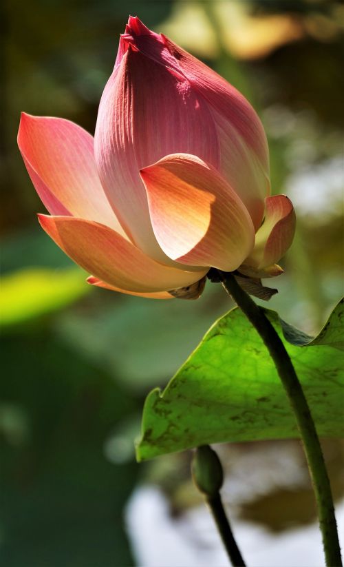 water lily lotus