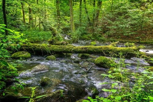 water trees green