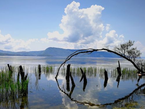 water reflection tree