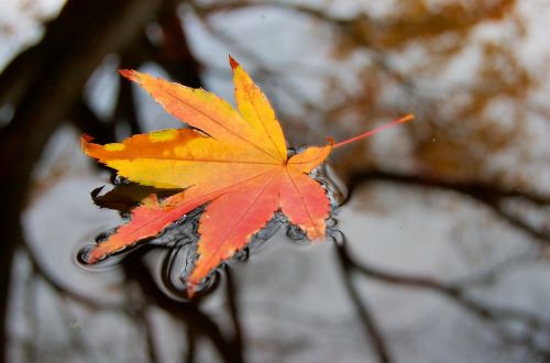 water wet leaf