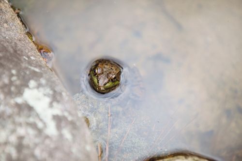 water frog animal