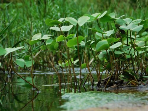 water green water plants