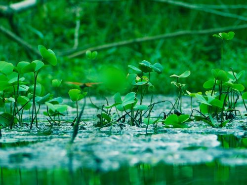 water water plants green