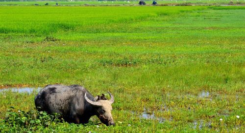 water buffalo vietnam