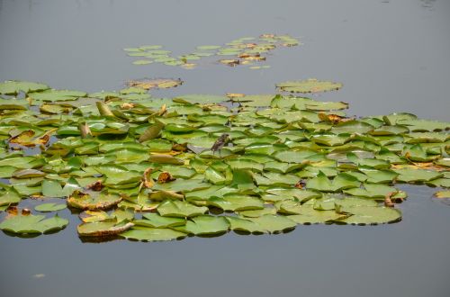 water green float