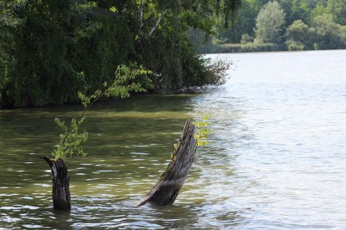 water pond nature