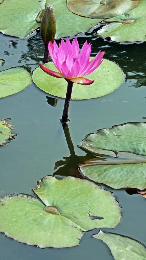 water lily lotus