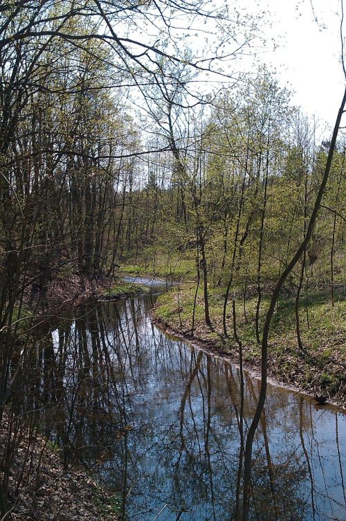 water nature trees