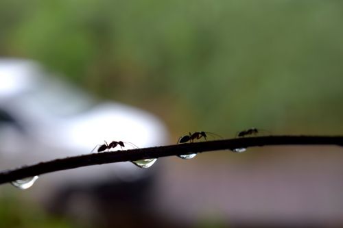 water droplets drop