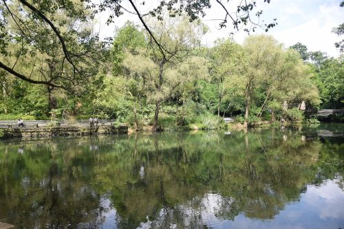 water reflection tree