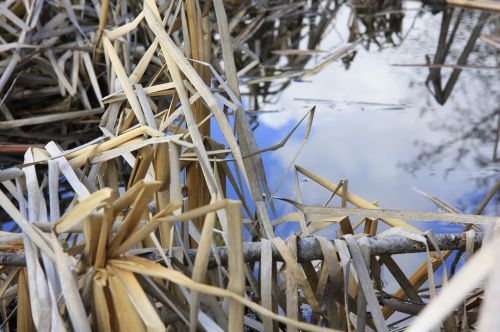 water grass fall