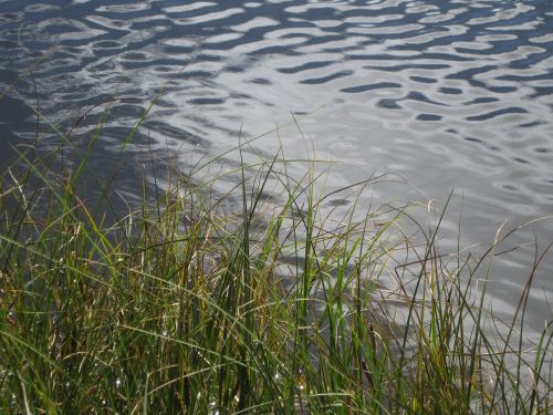 water lake nature