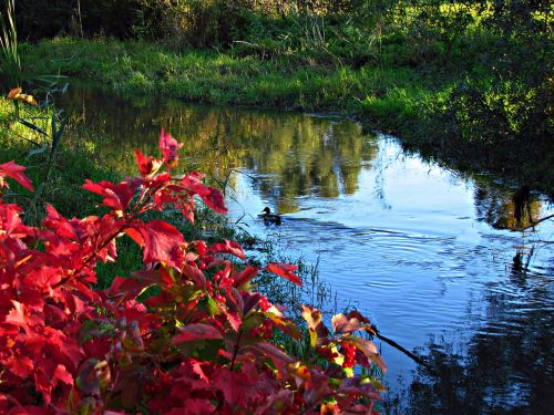 water autumn duck