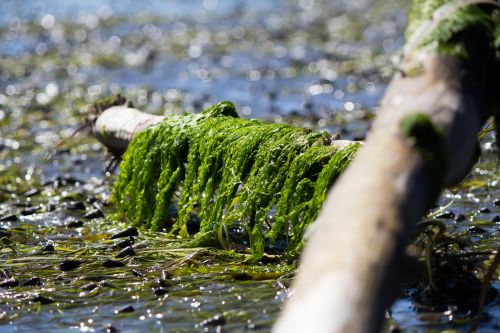 water moss wet