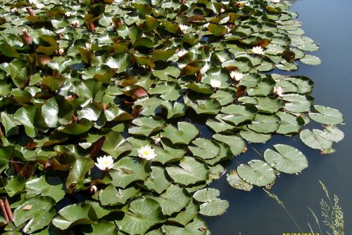 water the beauty of nature water lilies