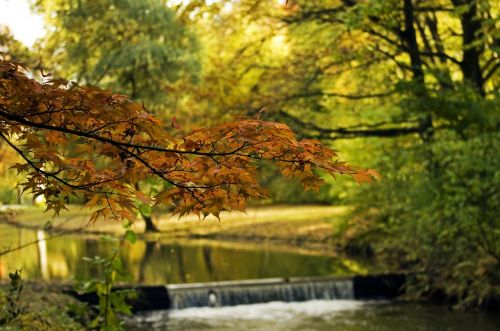 water autumn foliage