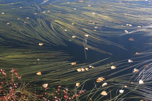 water lake autumn