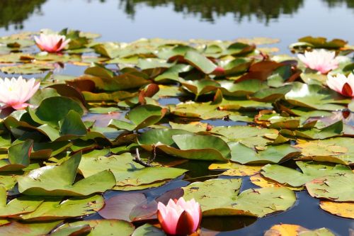 water lily pond