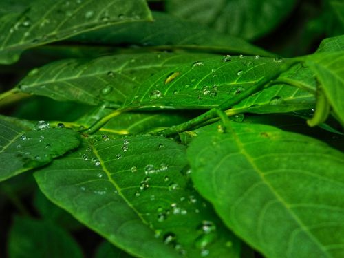 water drops leafs