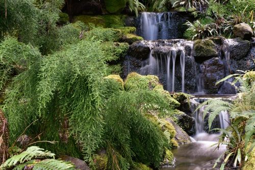 water ferns nature