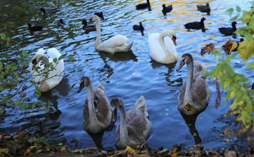 water swan nature