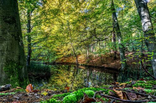 water mirroring reflection