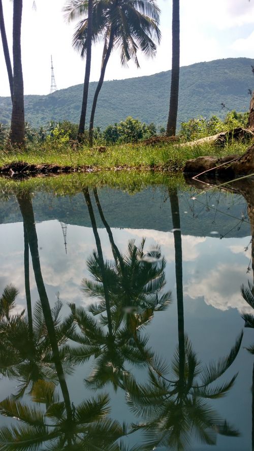 water coconut trees