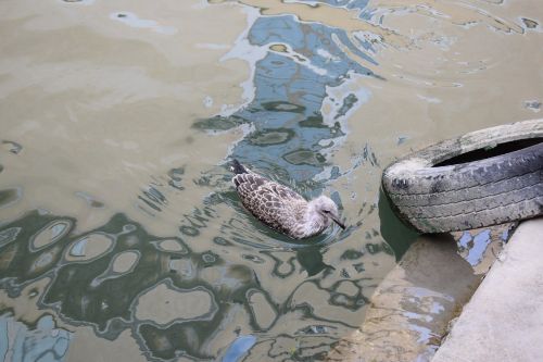 water gull bird