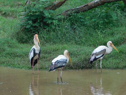 water birds grass