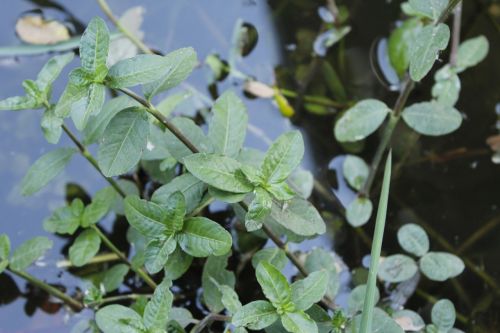 water plants nature