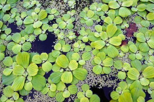 water plant pond