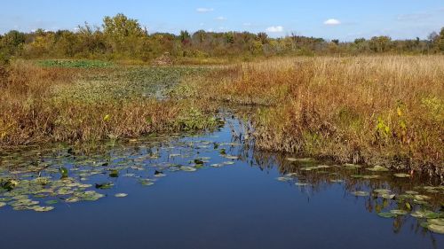 water pond waterlily