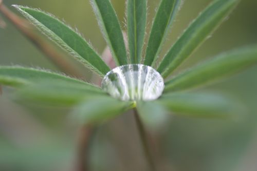 water droplet drop