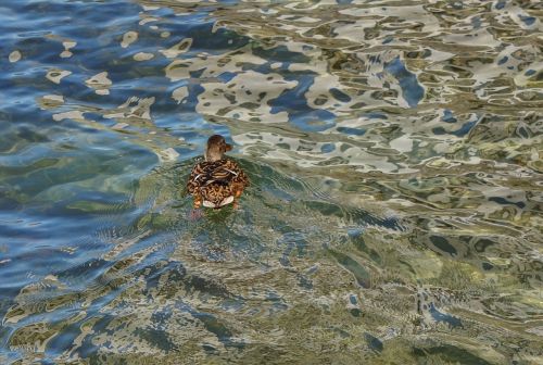 water pattern duck