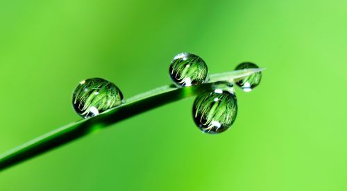 water drops grass