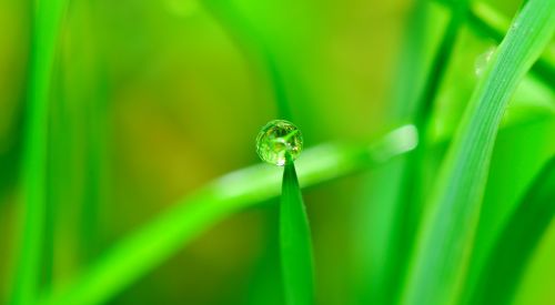 water drop grass