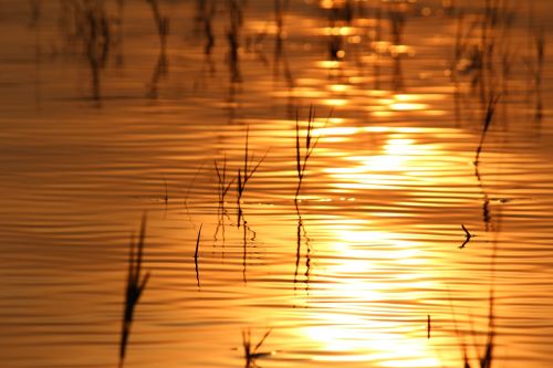 water golden sunset