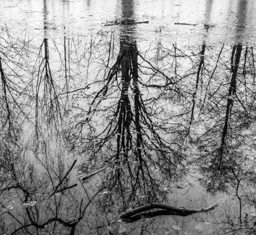 water mirroring nature