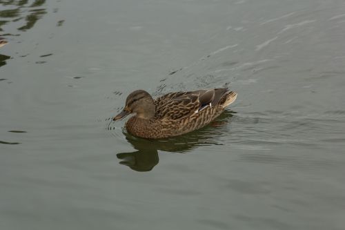 water lake pond